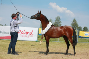 BADIAN PA crowned Polish National Yearling Bronze Champion!
